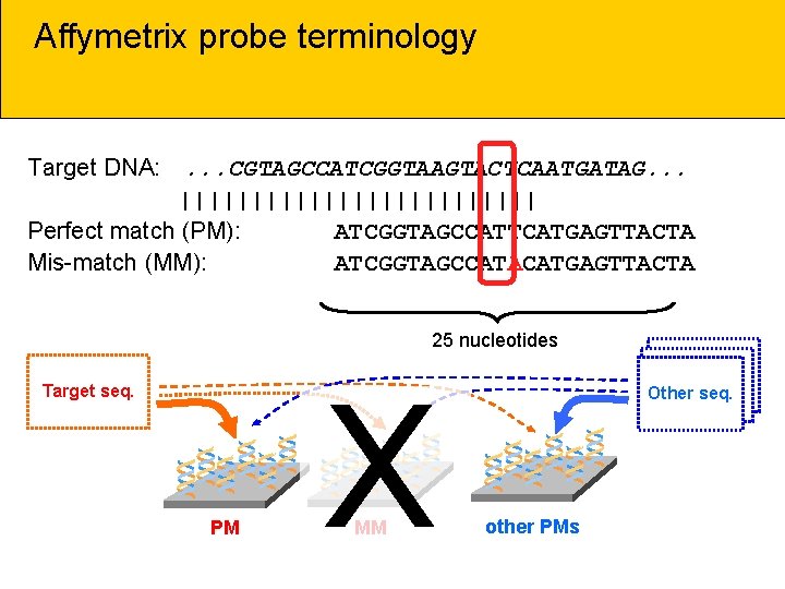 Affymetrix probe terminology Target DNA: . . . CGTAGCCATCGGTAAGTACTCAATGATAG. . . ||||||||||||| Perfect match