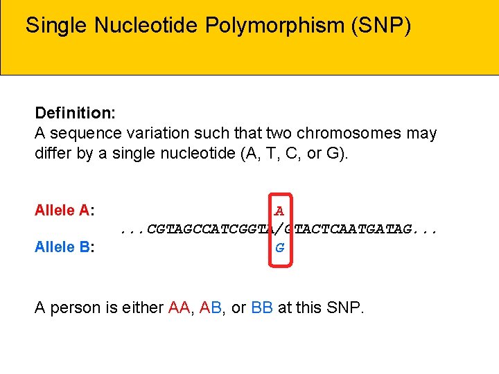 Single Nucleotide Polymorphism (SNP) Definition: A sequence variation such that two chromosomes may differ