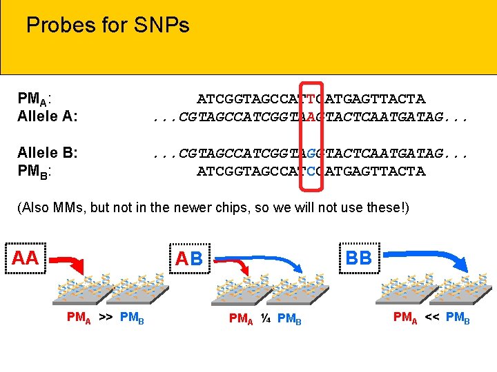 Probes for SNPs PMA: Allele A: ATCGGTAGCCATTCATGAGTTACTA. . . CGTAGCCATCGGTAAGTACTCAATGATAG. . . Allele B: