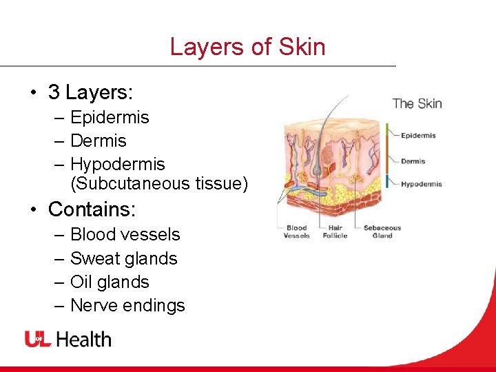 Layers of Skin • 3 Layers: – Epidermis – Dermis – Hypodermis (Subcutaneous tissue)