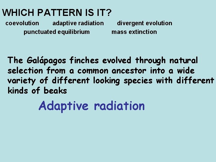 WHICH PATTERN IS IT? coevolution adaptive radiation punctuated equilibrium divergent evolution mass extinction The