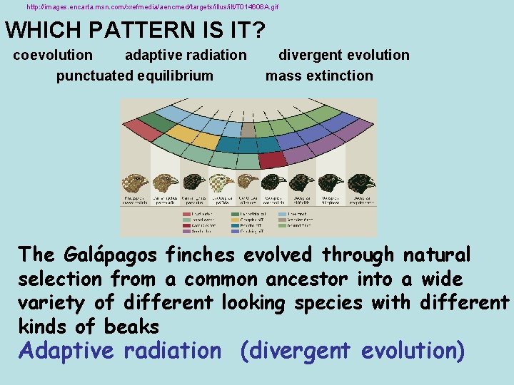 http: //images. encarta. msn. com/xrefmedia/aencmed/targets/illus/ilt/T 014608 A. gif WHICH PATTERN IS IT? coevolution adaptive