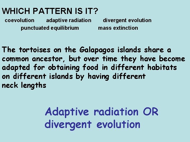 WHICH PATTERN IS IT? coevolution adaptive radiation punctuated equilibrium divergent evolution mass extinction The