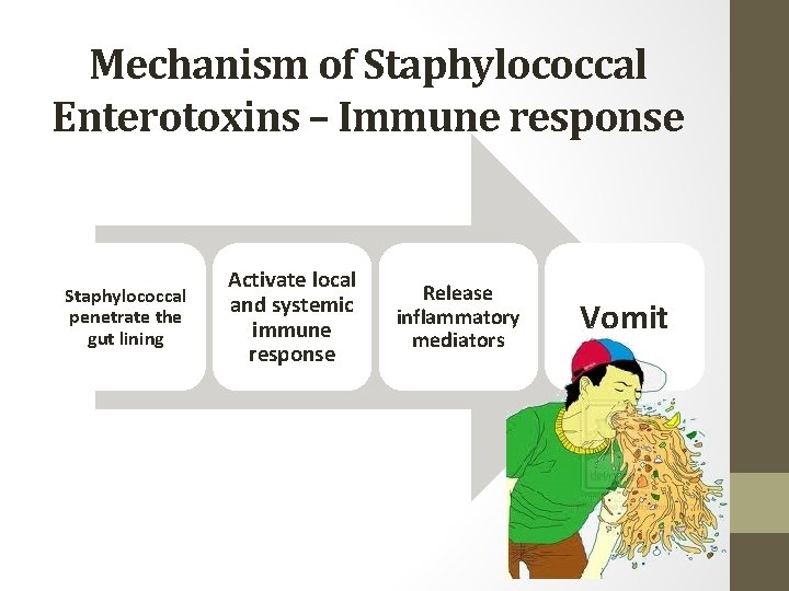 Mechanism of Staphylococcal Enterotoxins – Immune response Staphylococcal penetrate the gut lining Activate local
