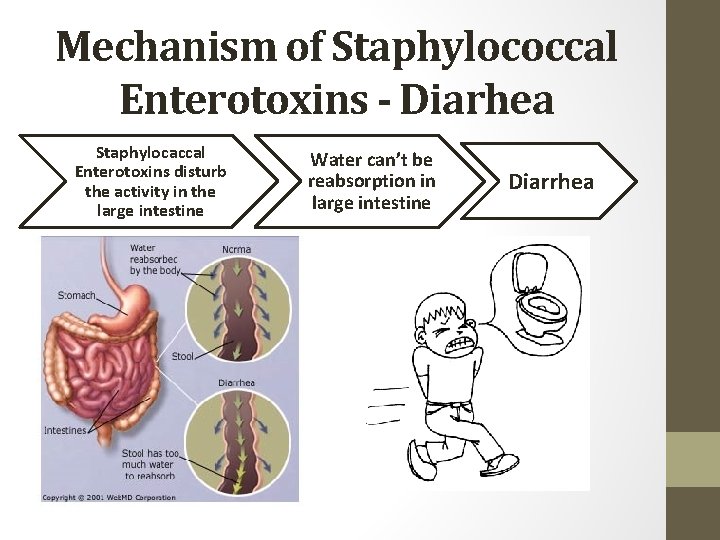 Mechanism of Staphylococcal Enterotoxins - Diarhea Staphylocaccal Enterotoxins disturb the activity in the large