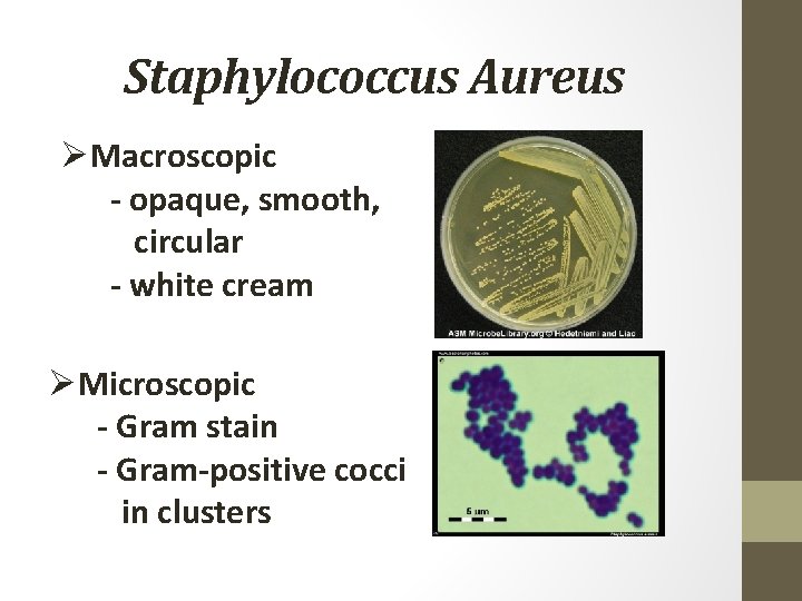 Staphylococcus Aureus ØMacroscopic - opaque, smooth, circular - white cream ØMicroscopic - Gram stain