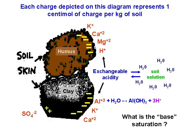 Each charge depicted on this diagram represents 1 centimol of charge per kg of