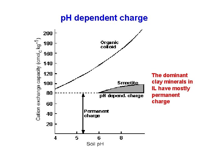 p. H dependent charge The dominant clay minerals in IL have mostly permanent charge
