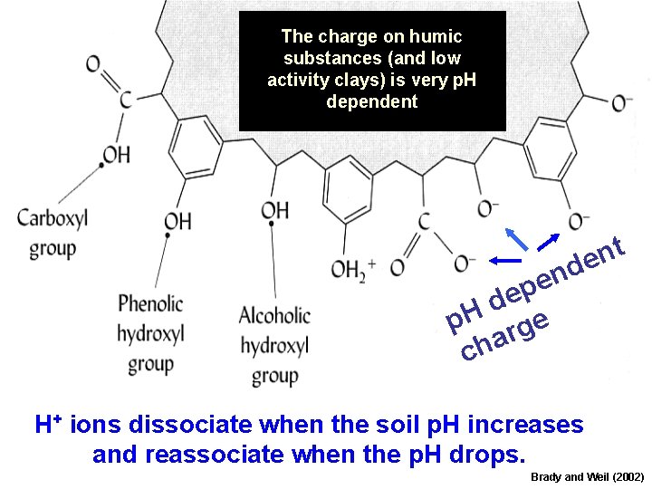 The charge on humic substances (and low activity clays) is very p. H dependent