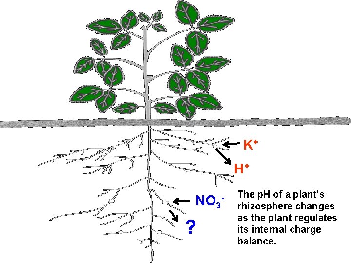 K+ H+ NO 3 ? - The p. H of a plant’s rhizosphere changes