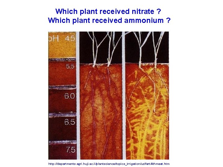 Which plant received nitrate ? Which plant received ammonium ? http: //departments. agri. huji.