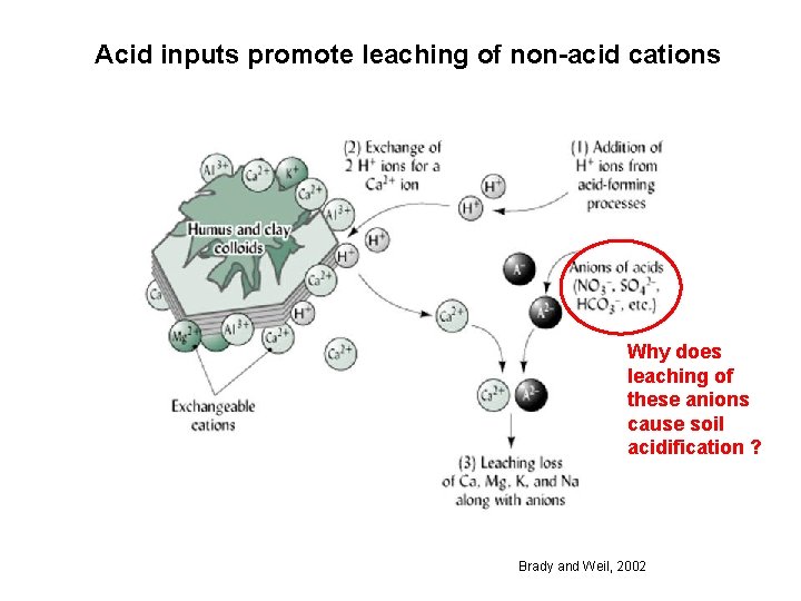 Acid inputs promote leaching of non-acid cations Why does leaching of these anions cause