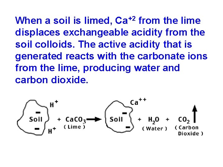 When a soil is limed, Ca+2 from the lime displaces exchangeable acidity from the