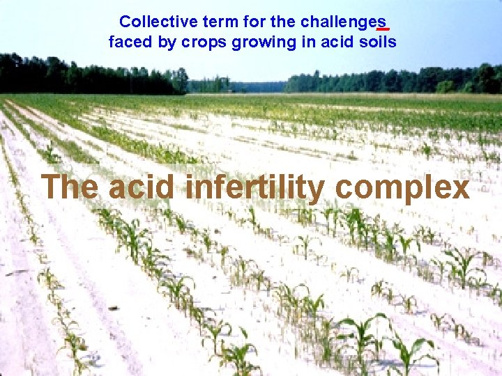 Collective term for the challenges faced by crops growing in acid soils The acid