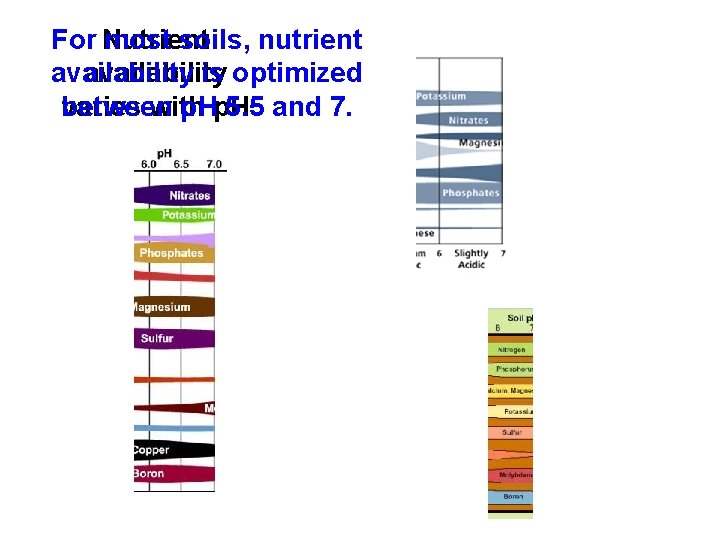 For Nutrient most soils, nutrient availability is optimized availability between p. H 5. 5