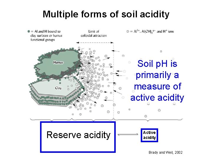 Multiple forms of soil acidity Soil p. H is primarily a measure of active