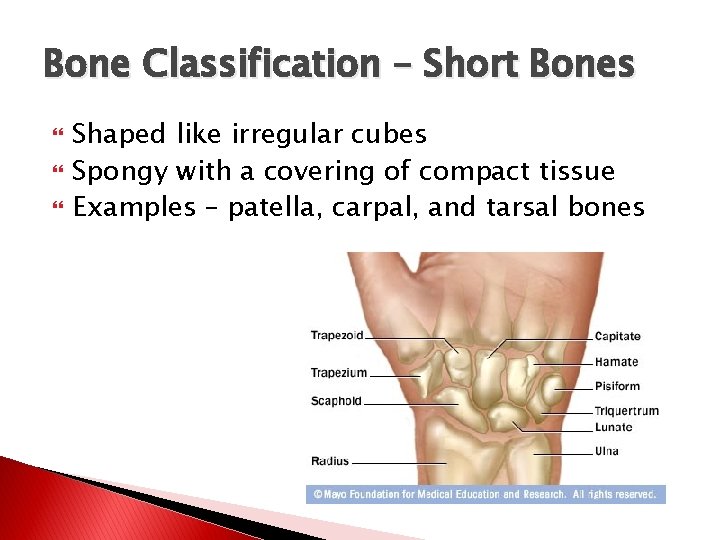 Bone Classification – Short Bones Shaped like irregular cubes Spongy with a covering of