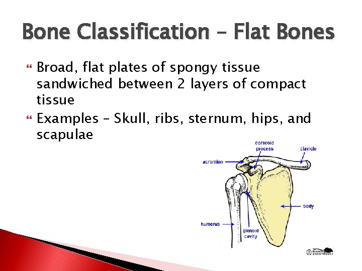 Bone Classification – Flat Bones Broad, flat plates of spongy tissue sandwiched between 2