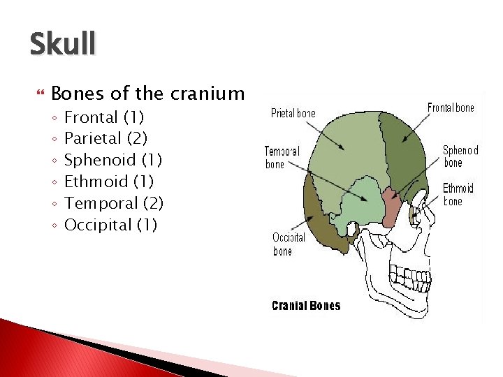 Skull Bones of the cranium ◦ ◦ ◦ Frontal (1) Parietal (2) Sphenoid (1)