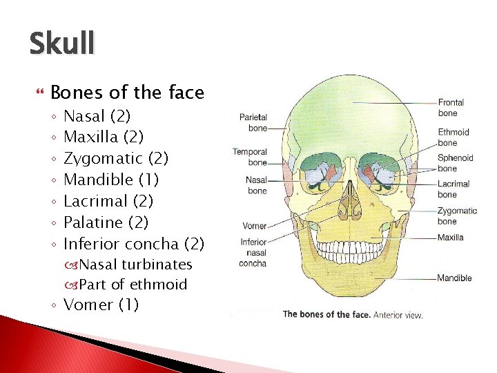 Skull Bones of the face ◦ ◦ ◦ ◦ Nasal (2) Maxilla (2) Zygomatic
