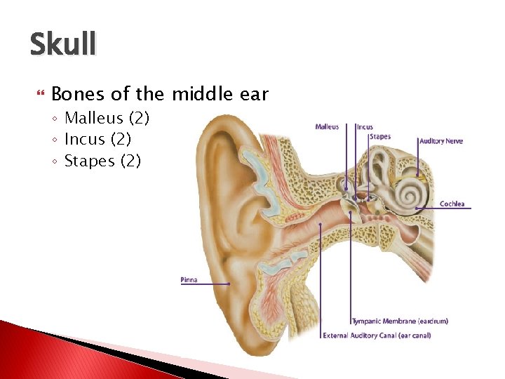 Skull Bones of the middle ear ◦ Malleus (2) ◦ Incus (2) ◦ Stapes