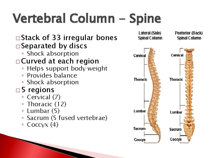 Vertebral Column - Spine � Stack of 33 irregular bones � Separated by discs