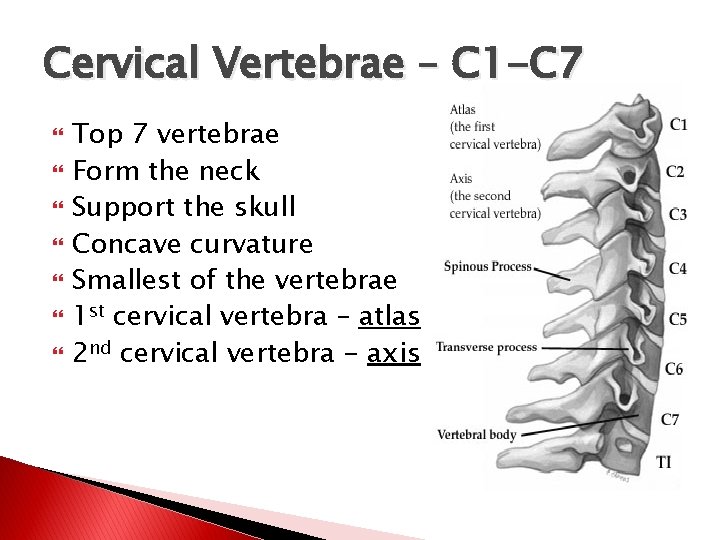 Cervical Vertebrae – C 1 -C 7 Top 7 vertebrae Form the neck Support