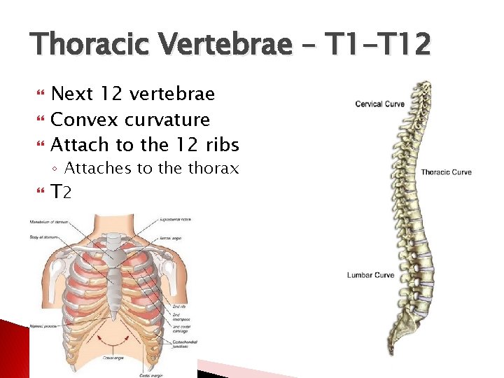 Thoracic Vertebrae – T 1 -T 12 Next 12 vertebrae Convex curvature Attach to