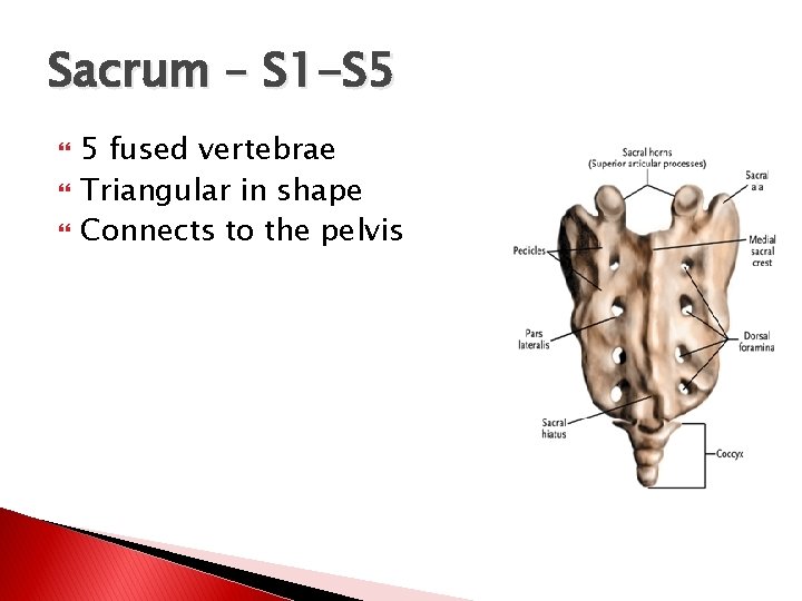 Sacrum – S 1 -S 5 5 fused vertebrae Triangular in shape Connects to