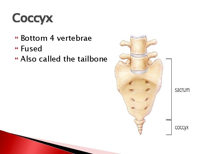 Coccyx Bottom 4 vertebrae Fused Also called the tailbone 