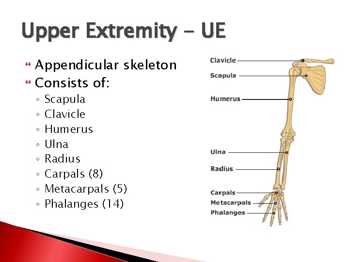 Upper Extremity - UE Appendicular skeleton Consists of: ◦ ◦ ◦ ◦ Scapula Clavicle