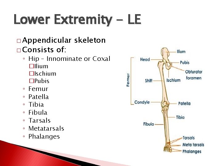 Lower Extremity - LE � Appendicular � Consists of: skeleton ◦ Hip – Innominate