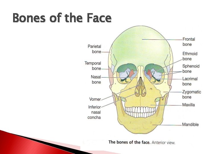 Bones of the Face 