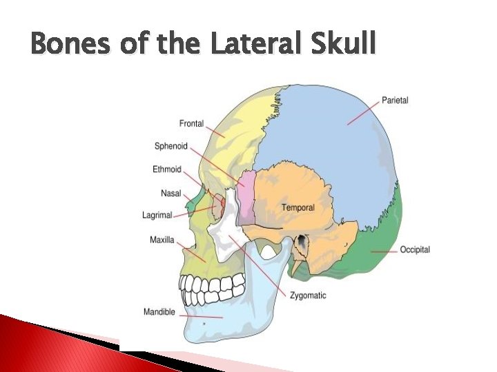Bones of the Lateral Skull 