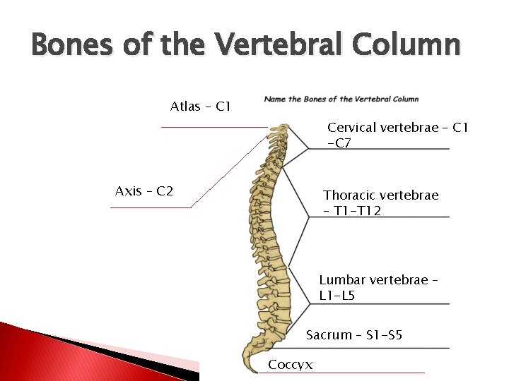 Bones of the Vertebral Column Atlas – C 1 Cervical vertebrae – C 1