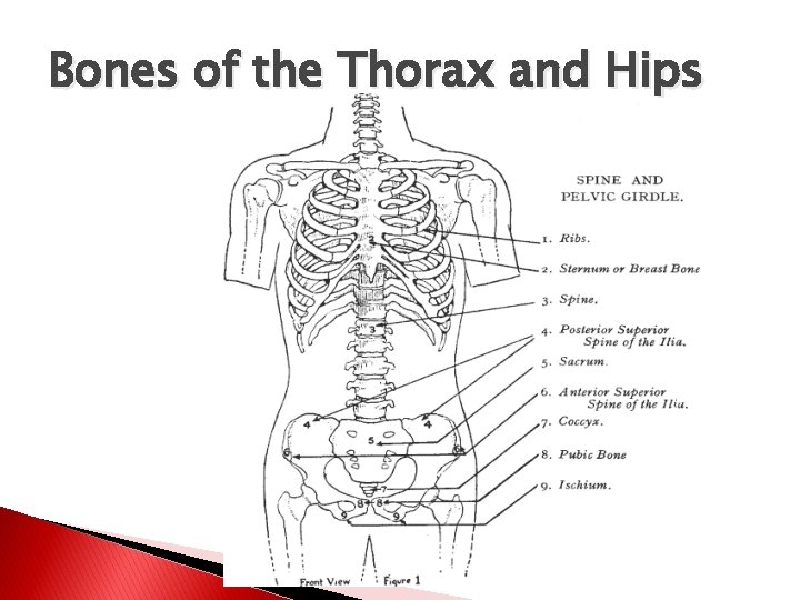 Bones of the Thorax and Hips 