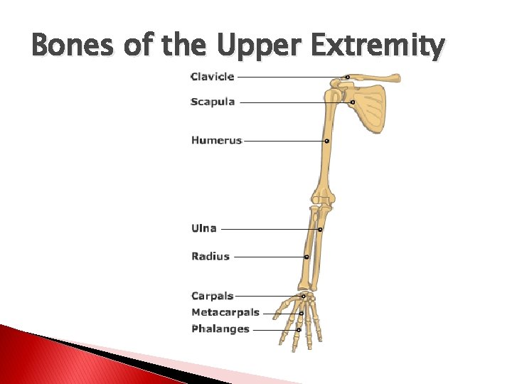 Bones of the Upper Extremity 