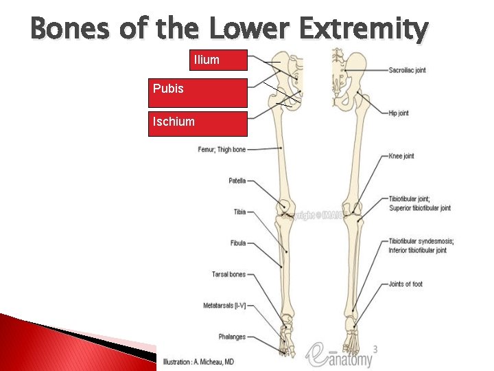 Bones of the Lower Extremity Ilium Pubis Ischium 