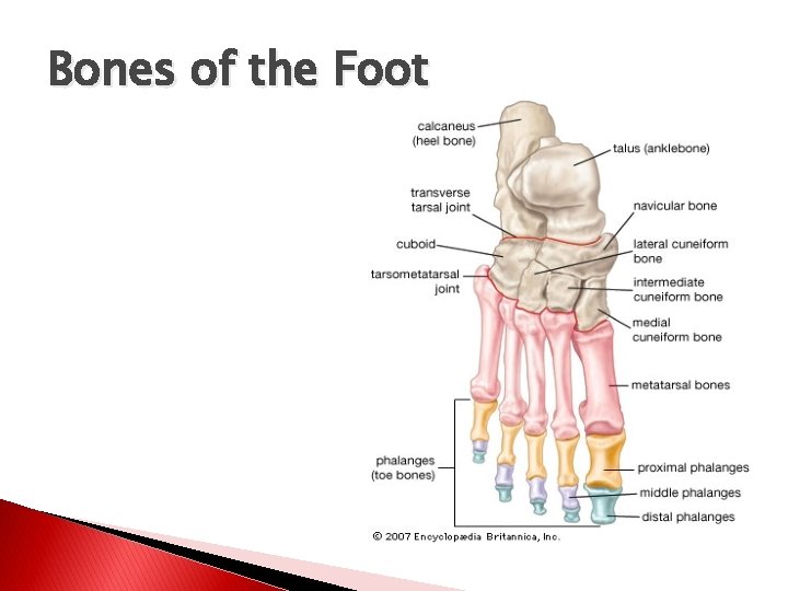 Bones of the Foot 