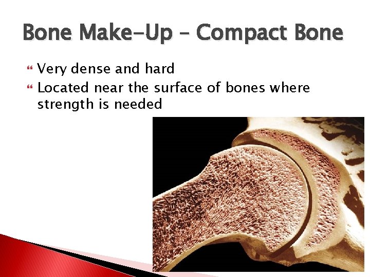 Bone Make-Up – Compact Bone Very dense and hard Located near the surface of