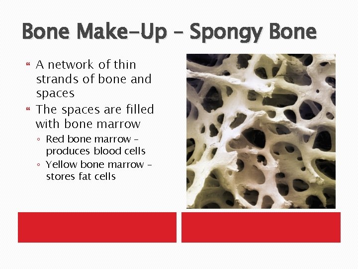 Bone Make-Up – Spongy Bone A network of thin strands of bone and spaces