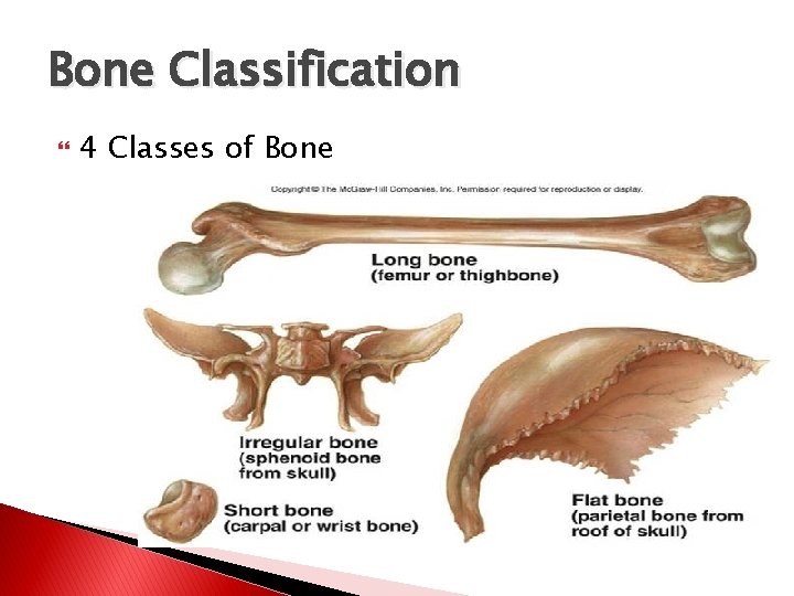Bone Classification 4 Classes of Bone 