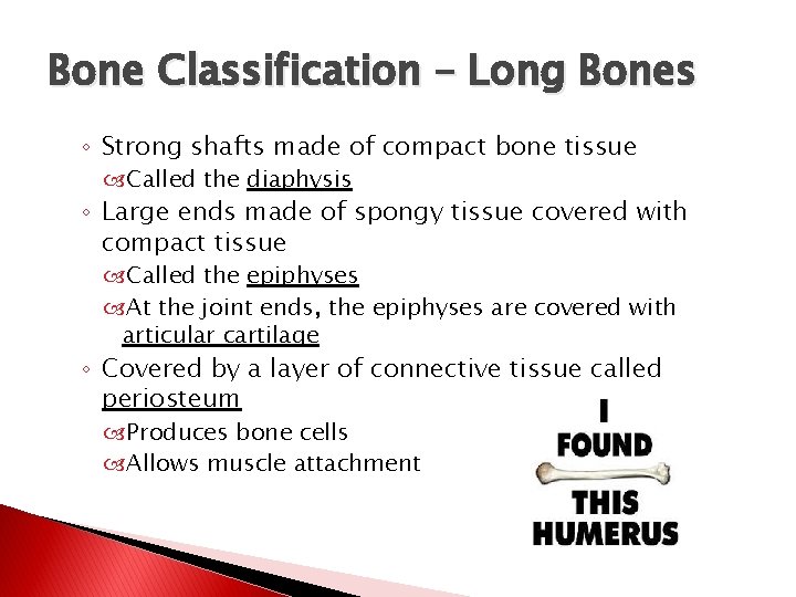 Bone Classification – Long Bones ◦ Strong shafts made of compact bone tissue Called