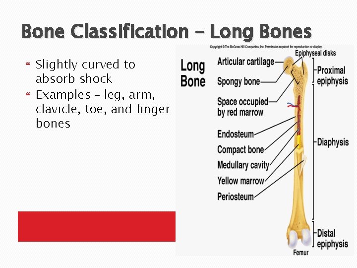 Bone Classification – Long Bones Slightly curved to absorb shock Examples – leg, arm,