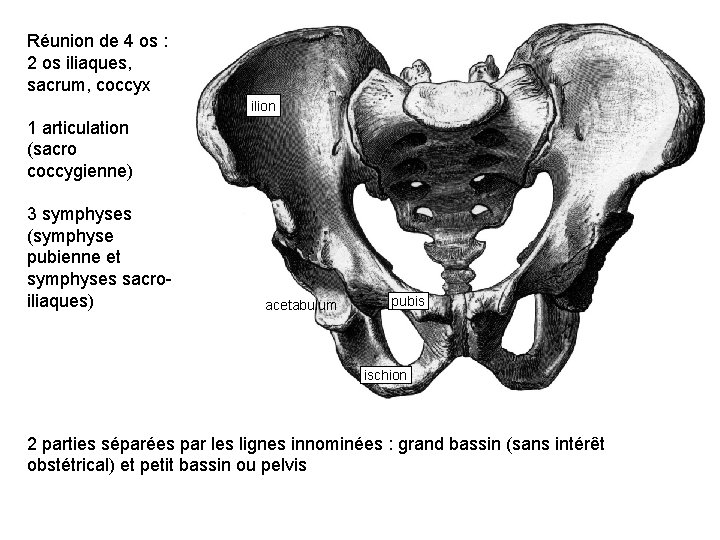 Réunion de 4 os : 2 os iliaques, sacrum, coccyx ilion 1 articulation (sacro