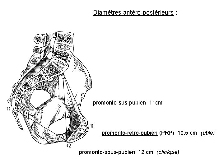 Diamètres antéro-postérieurs : promonto-sus-pubien 11 cm promonto-rétro-pubien (PRP) 10, 5 cm (utile) promonto-sous-pubien 12