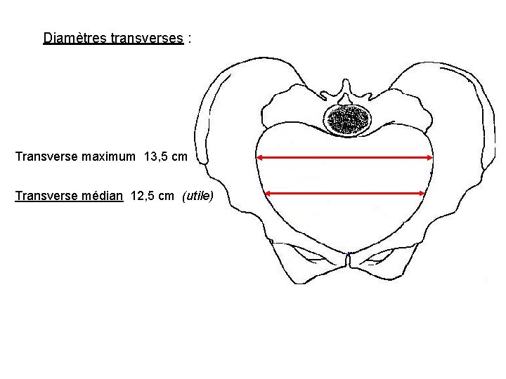 Diamètres transverses : Transverse maximum 13, 5 cm Transverse médian 12, 5 cm (utile)