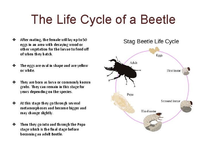 The Life Cycle of a Beetle v After mating, the female will lay up