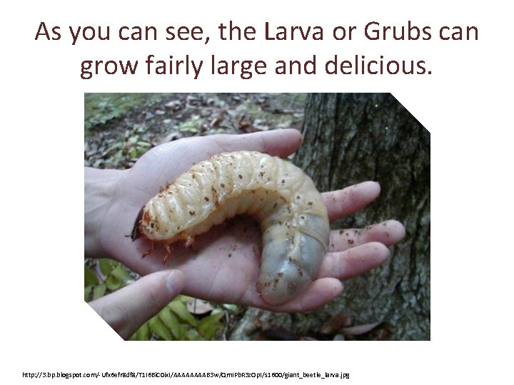 As you can see, the Larva or Grubs can grow fairly large and delicious.