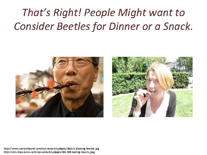 That’s Right! People Might want to Consider Beetles for Dinner or a Snack. http: